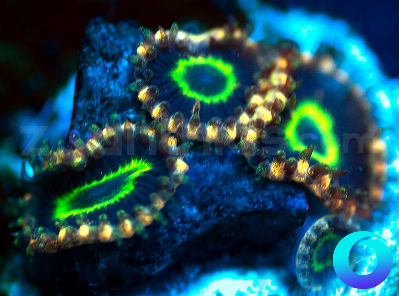 NEW RELEASE: Alien Hornets