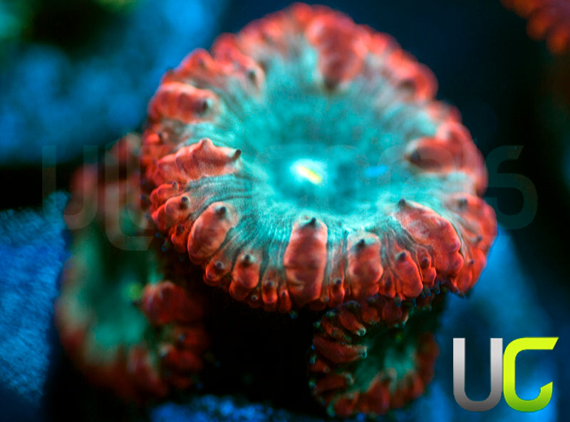 UC Home Stretch Blasto