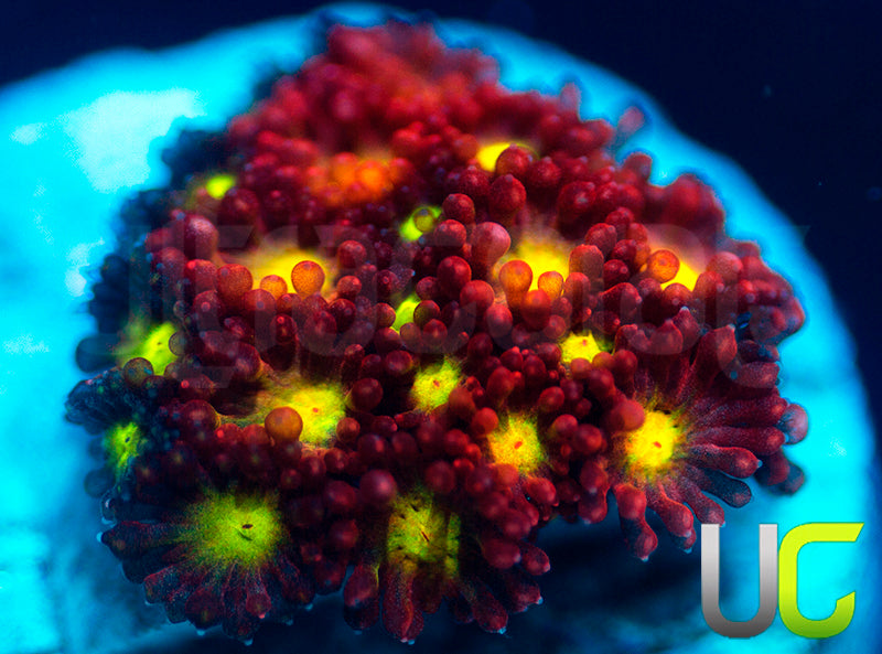 UC Party Crasher Micro Goni