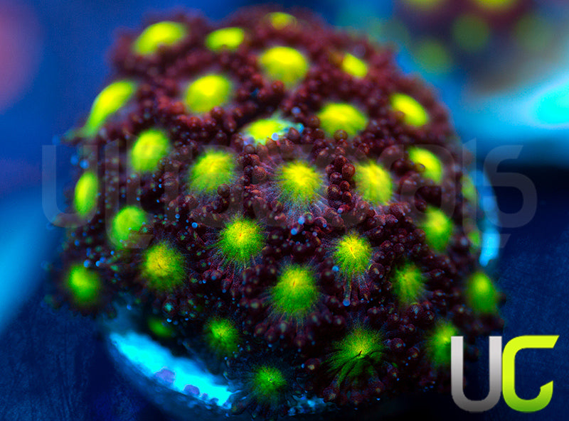 UC Party Crasher Micro Goni