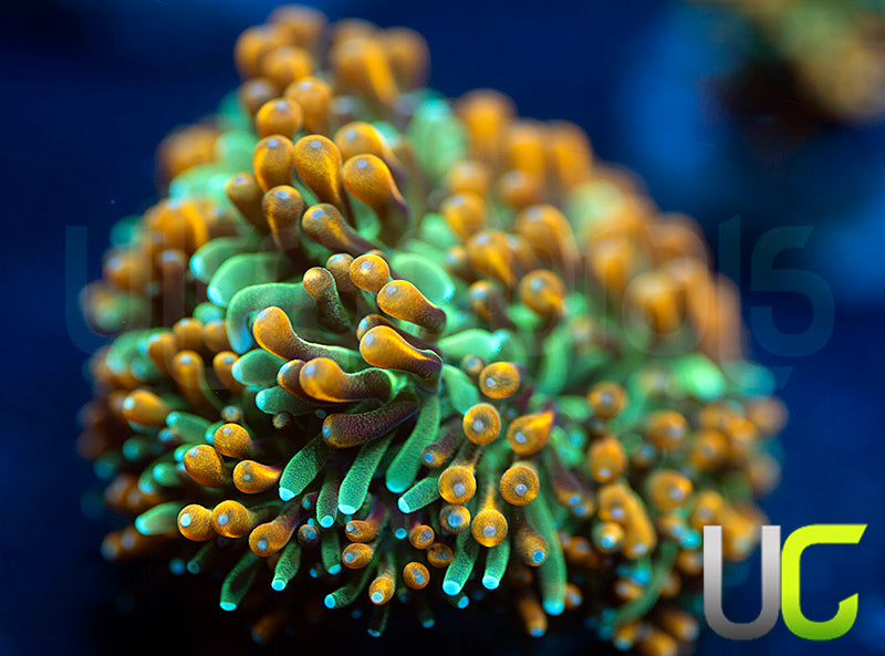 UC Roman Candle Galaxia