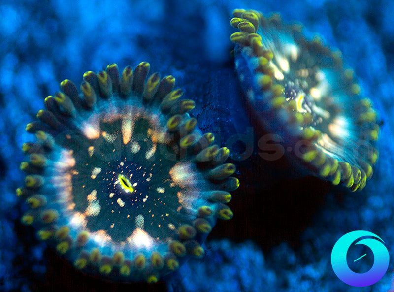 Hawaiian Ding Dang PE