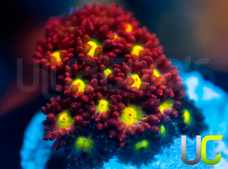 UC Party Crasher Micro Goni