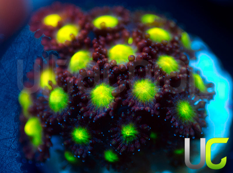 UC Party Crasher Micro Goni