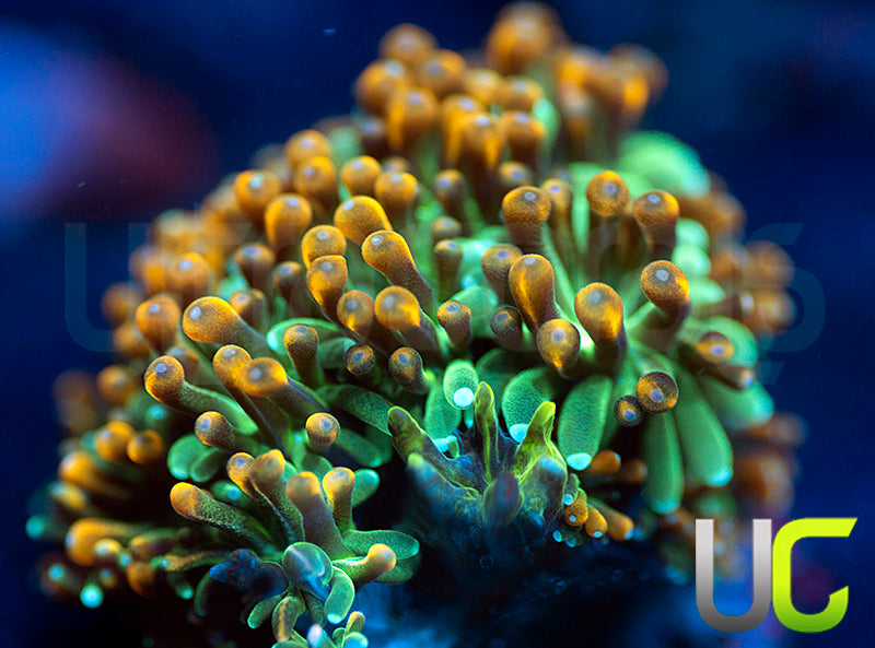 UC Roman Candle Galaxia