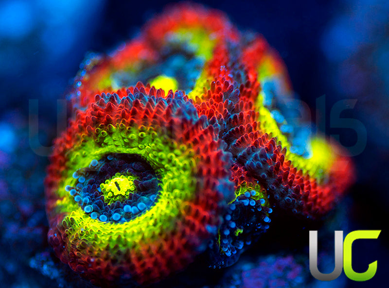 BigR Holy Grail Micro Amakusensis