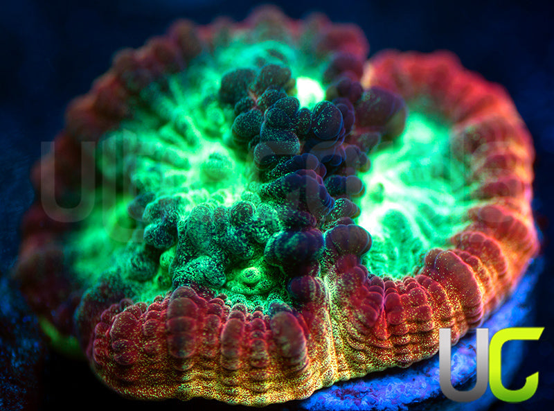 JF Psycho Rainbow Rim Favia