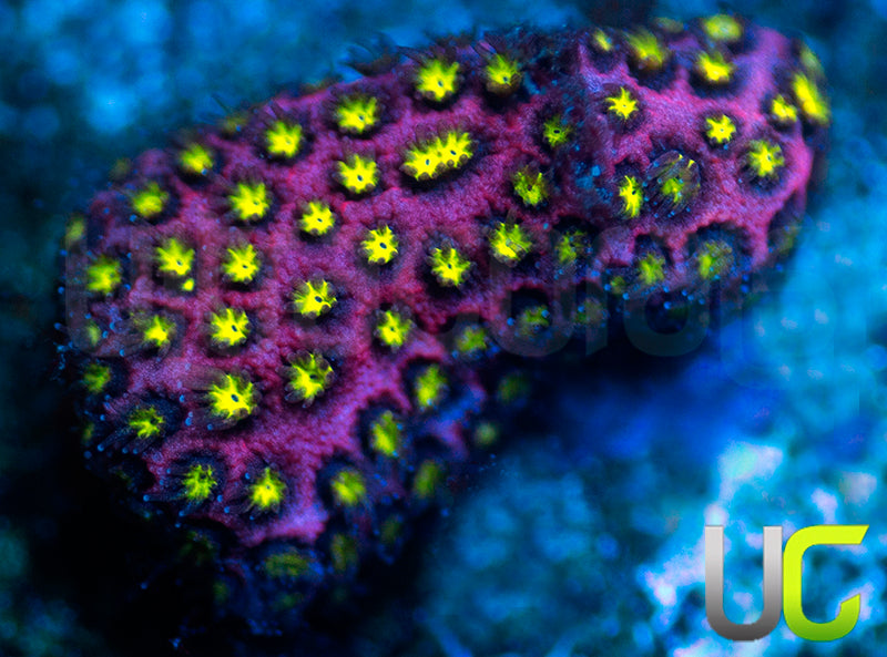 UC Raspberry Pie Stylo