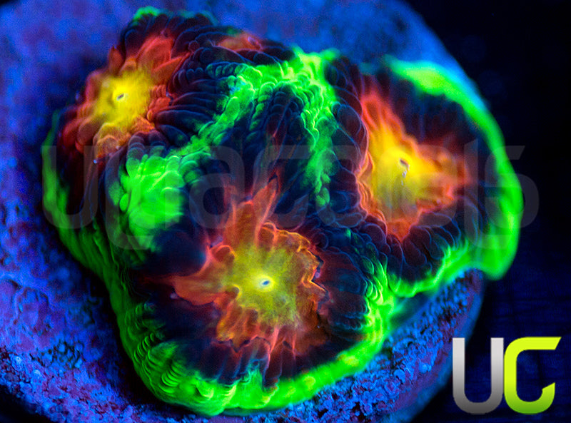 UC Ring Leader Favites