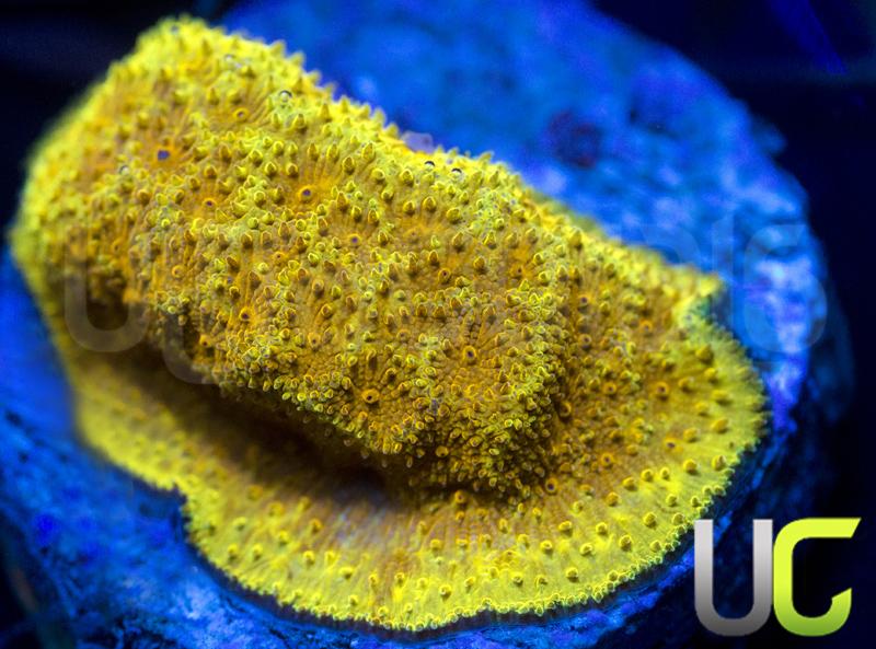 UC Hazmat Psammocora