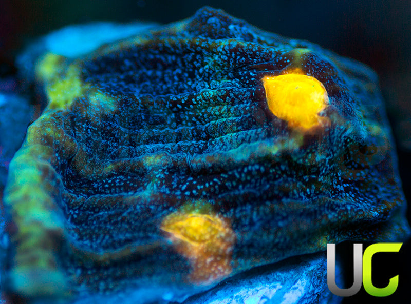 NEW RELEASE: UC Abyss Chalice