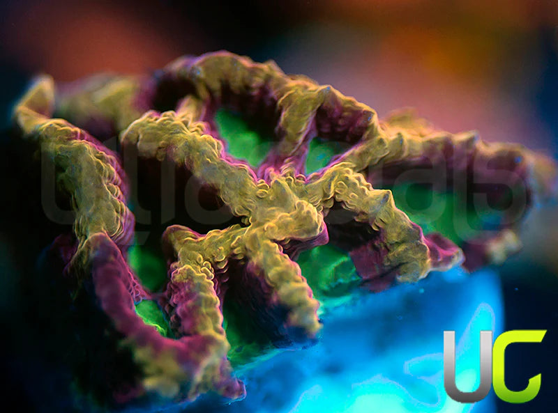 NEW RELEASE: UC Golden Goblins Favia