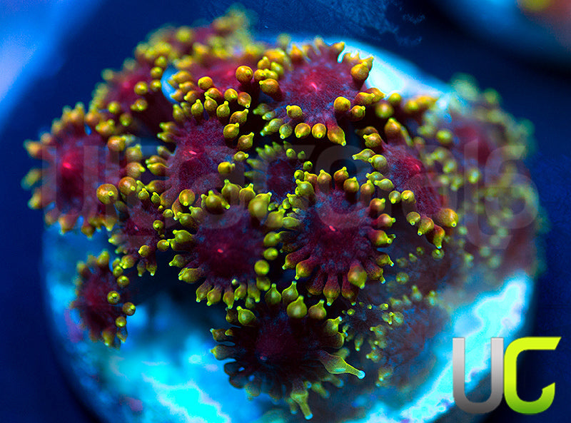 UC Pixy Stix Micro Goni