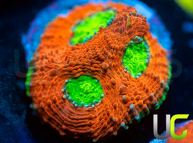 Agent Orange Echinata