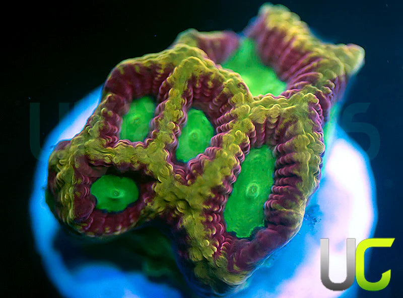 NEW RELEASE: UC Golden Goblins Favia