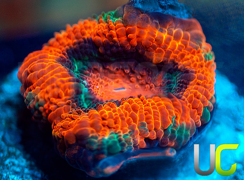 UC Mothership Micro Amakusensis