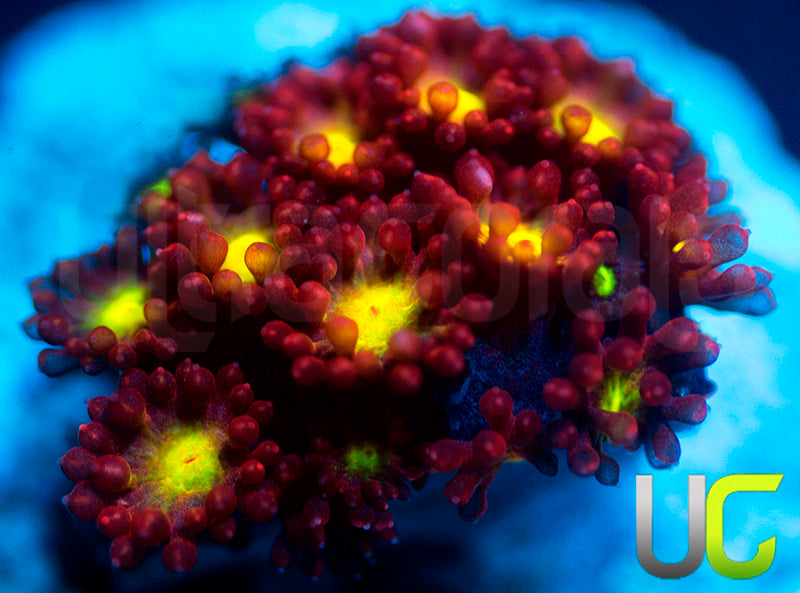 UC Party Crasher Micro Goni