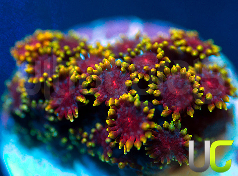 UC Pixy Stix Micro Goni