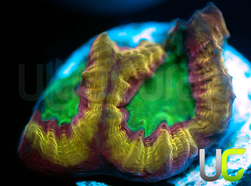 NEW RELEASE: UC Golden Goblins Favia