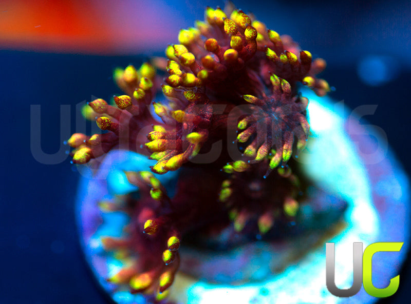 Pedros Rainbow Glitter Goni