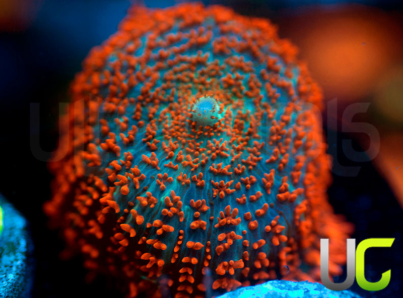 UC Hells Spells Mushroom