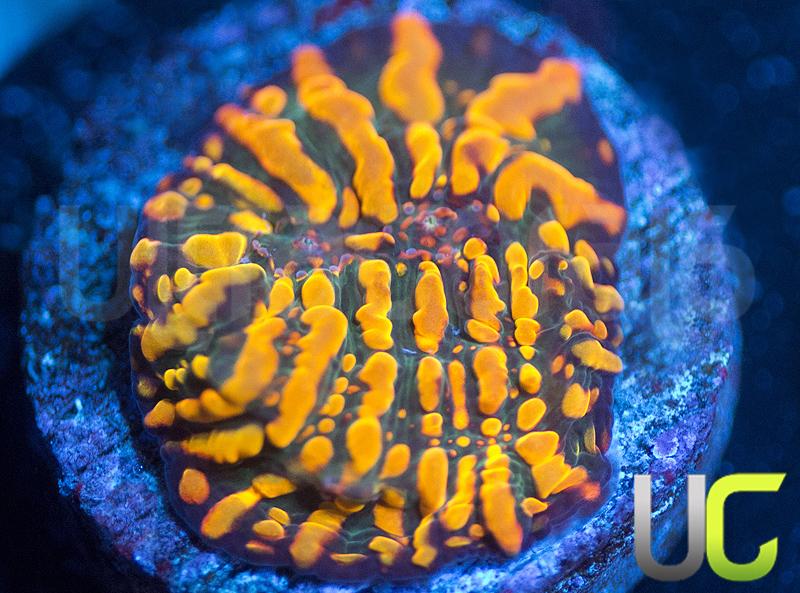 CC Cloudberries Chalice