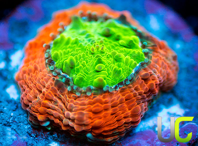 Agent Orange Echinata
