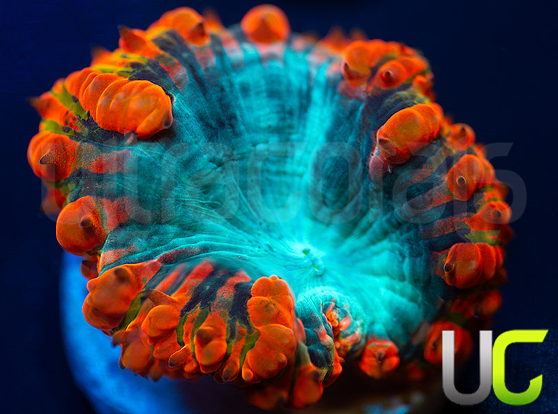 New Release: UC Technicolor Blasto