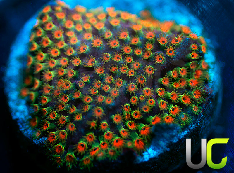 WWC Looney Tunes Stylo