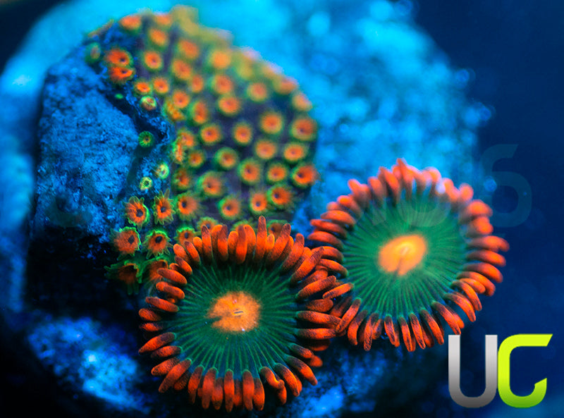 WWC Looney Tunes Stylo & Gatorade