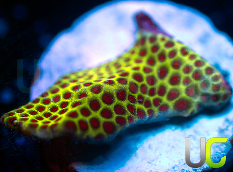 UC The Grinch Porites