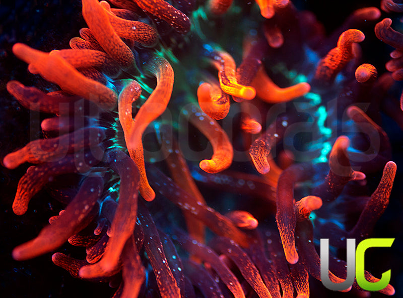 Black Widow Anemone MED