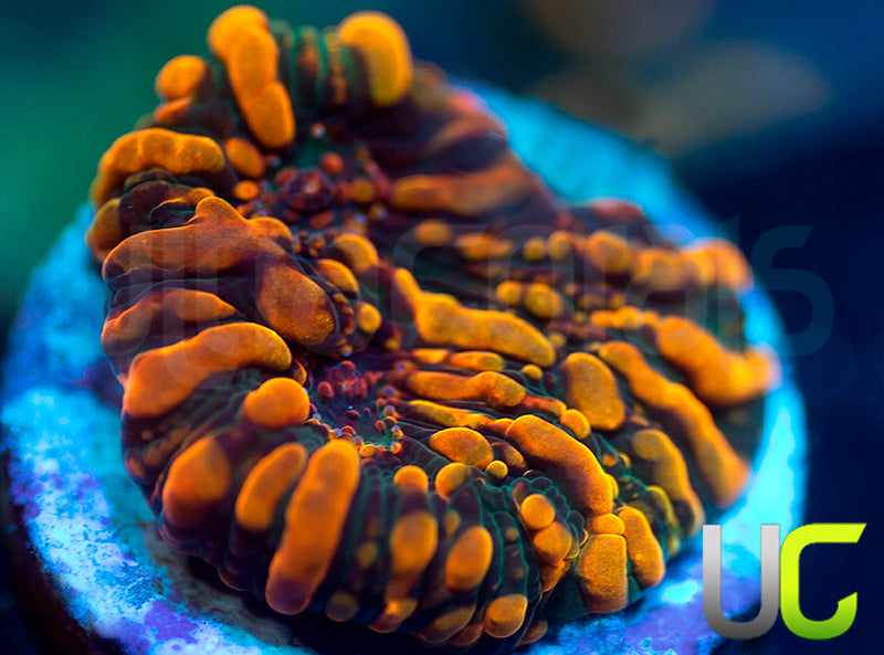 CC Cloudberries Chalice