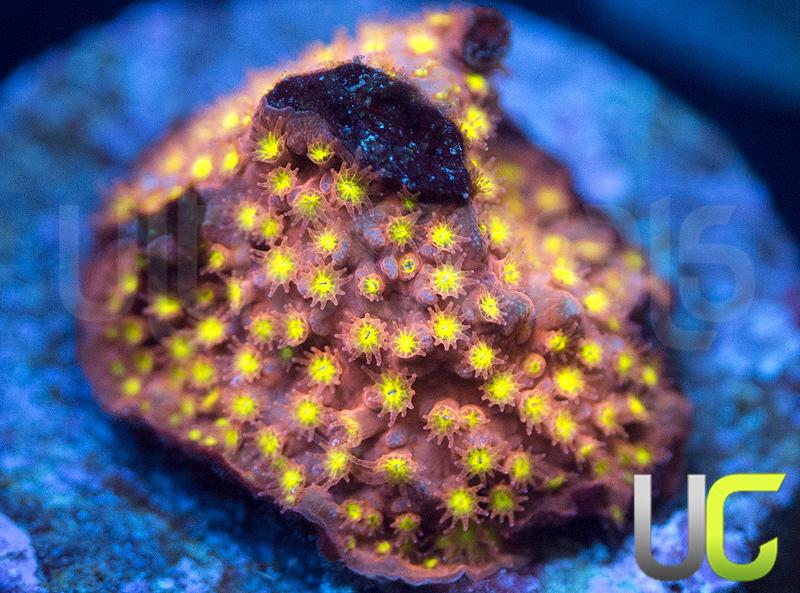 UC Psycho Pirate Stylo