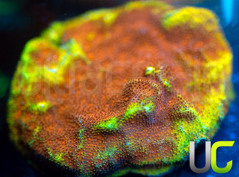 UC Mean Streak Branching Psammocora