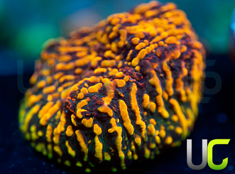 CC Cloudberries Chalice