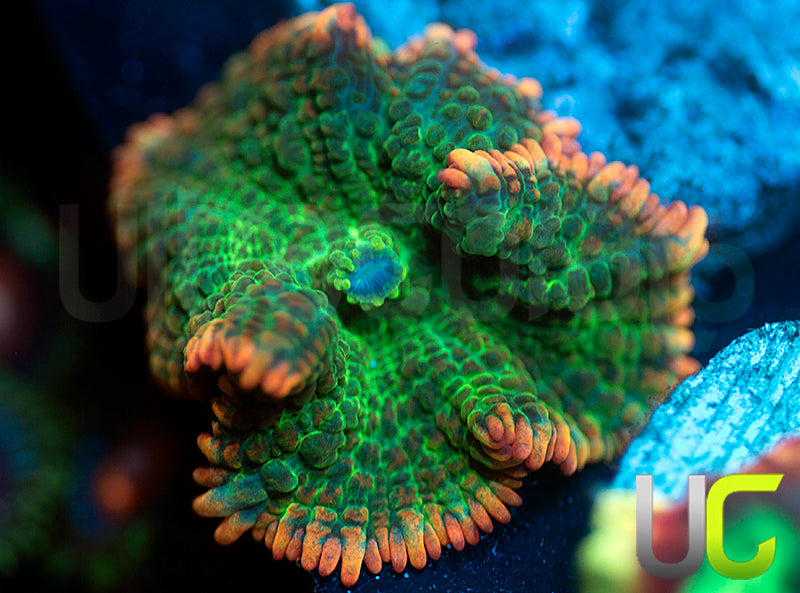 UC Pop Fizz Mushroom