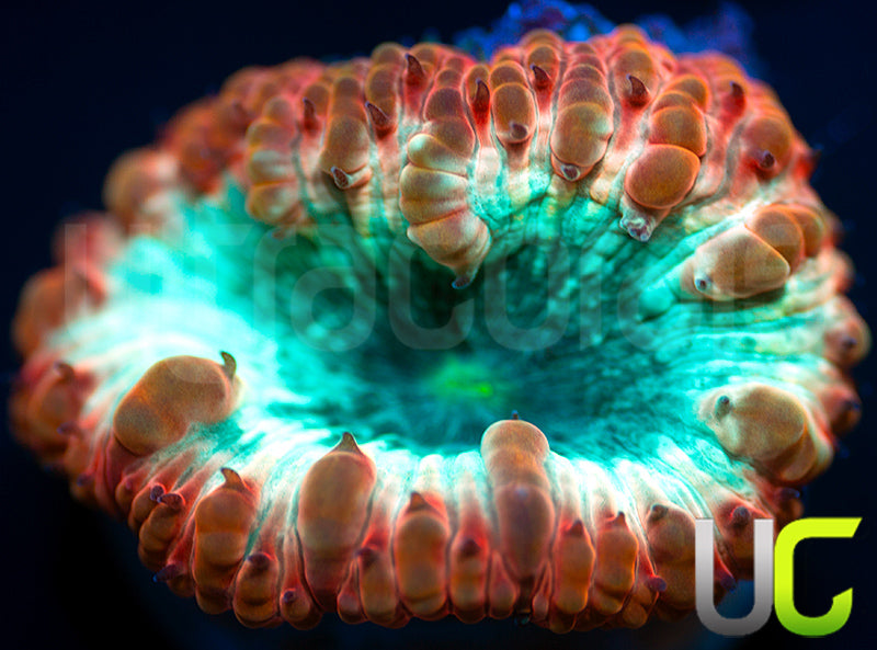 New Release: UC Cocktail Blasto