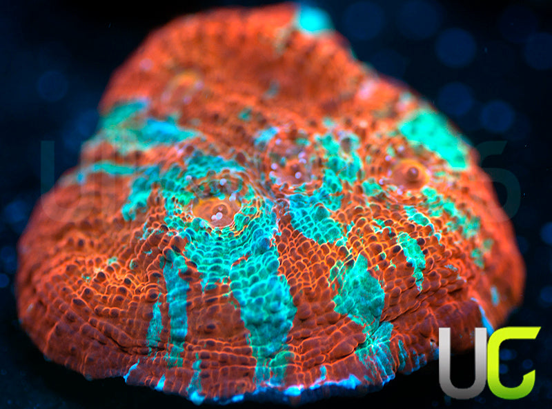 UC Dungeon Boss Chalice