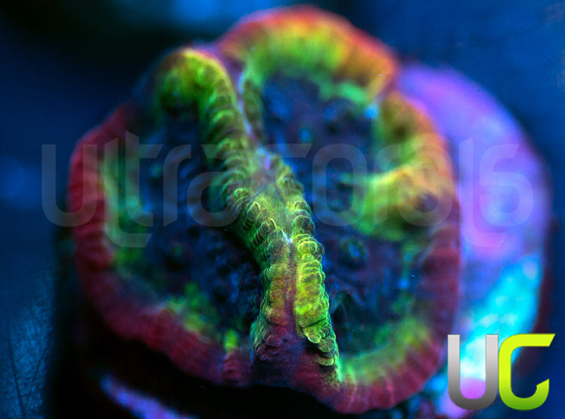 UC Lip Smackers Favia