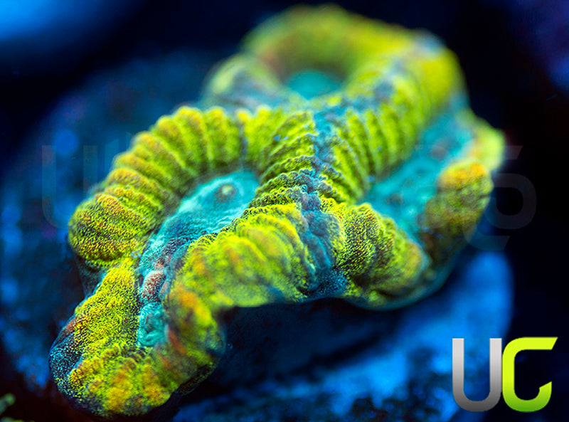 UC Blimey Limey Favia