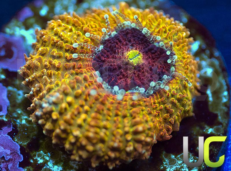 UC Sunfire Micromussa Amakusensis