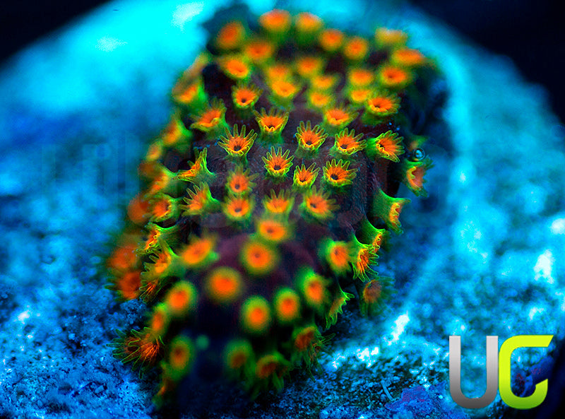 WWC Looney Tunes Stylo