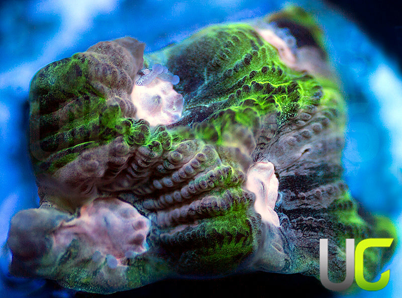 NEW RELEASE: UC Ankara Favia