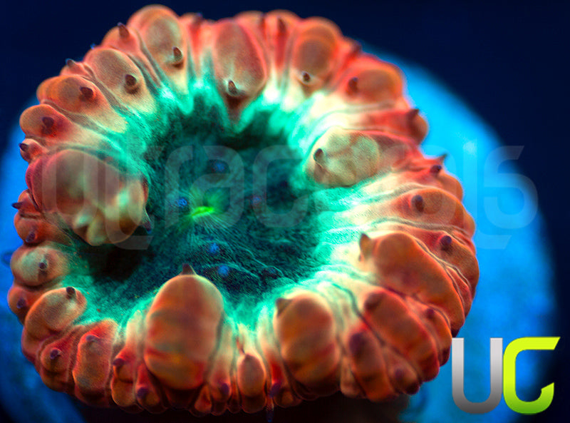 New Release: UC Cocktail Blasto