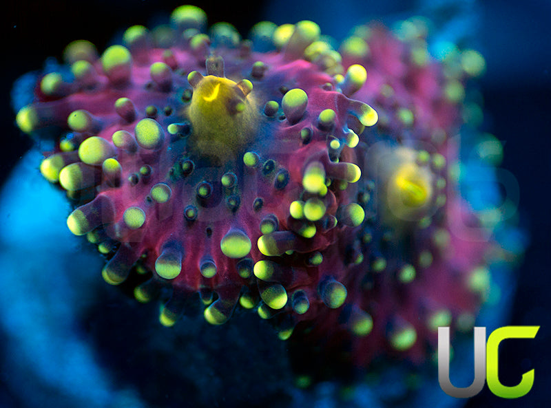 UC Green Lantern Yuma Ricordea