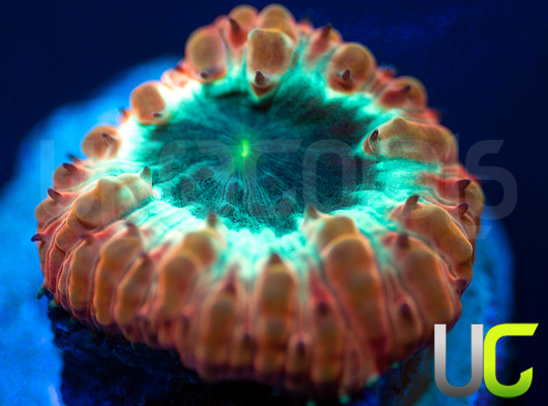 New Release: UC Cocktail Blasto