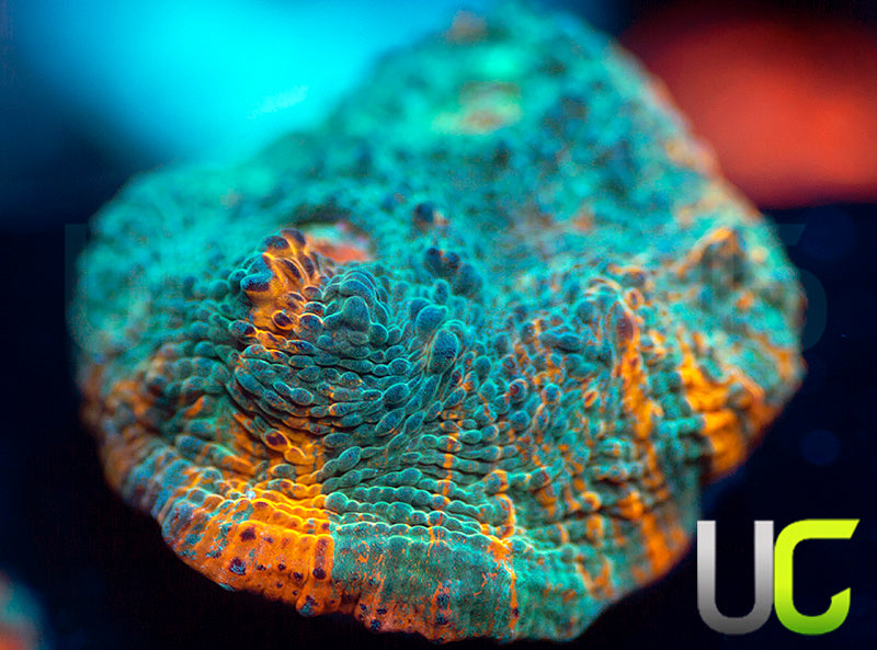 UC Blue Legion Chalice