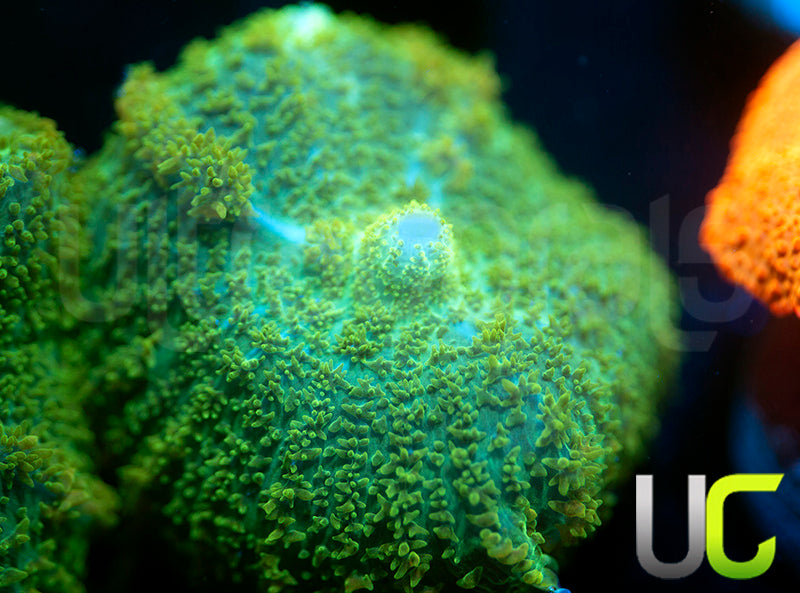 UC Marigold Mushroom