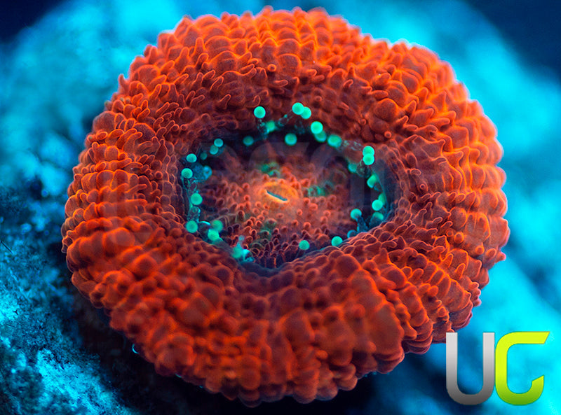 UC Mothership Micro Amakusensis